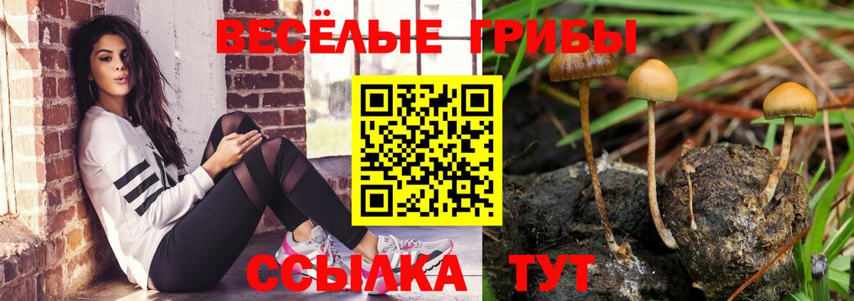 Псилоцибиновые грибы Psilocybe Октябрьский